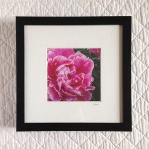 "Peony Study 2" Framed 5x5 Photography
